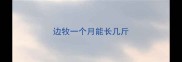 边牧一个月能长几斤