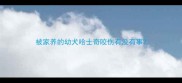 被家养的幼犬哈士奇咬伤有没有事