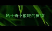哈士奇不能吃的植物