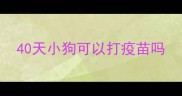 40天小狗可以打疫苗吗