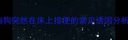 狗狗突然在床上排便的常见诱因分析