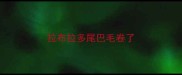 拉布拉多尾巴毛卷了