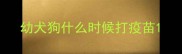 幼犬狗什么时候打疫苗