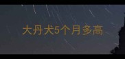 大丹犬5个月多高