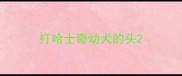 打哈士奇幼犬的头