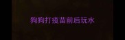 狗狗打疫苗前后玩水