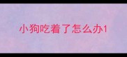 小狗吃着了怎么办