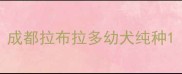 成都拉布拉多幼犬纯种