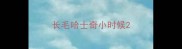 长毛哈士奇小时候