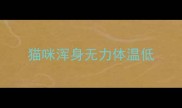 猫咪浑身无力体温低