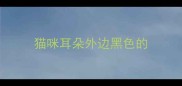 猫咪耳朵外边黑色的