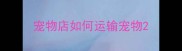 宠物店如何运输宠物