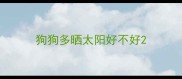 狗狗多晒太阳好不好