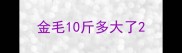 金毛10斤多大了