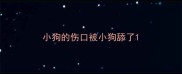 小狗的伤口被小狗舔了