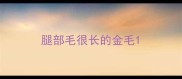 腿部毛很长的金毛