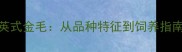 美式金毛vs英式金毛从品种特征到饲养指南的全面对比