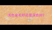 浅色金毛好还是深色好