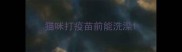 猫咪打疫苗前能洗澡