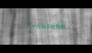 八个月狗不吃狗粮