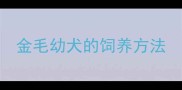 金毛幼犬的饲养方法