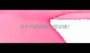 五个月的边牧如何训练