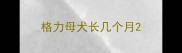 格力母犬长几个月
