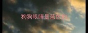 狗狗眼睛是蓝色的