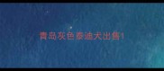 青岛灰色泰迪犬出售