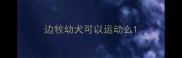 边牧幼犬可以运动么
