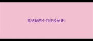 雪纳瑞两个月还没长牙