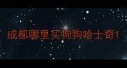 成都哪里买狗狗哈士奇