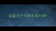 边牧几个月能长成大狗