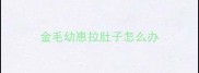 金毛幼崽拉肚子怎么办