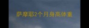 萨摩耶2个月身高体重