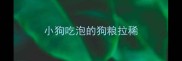 小狗吃泡的狗粮拉稀