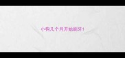 小狗几个月开始刷牙