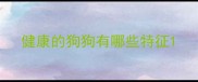 健康的狗狗有哪些特征