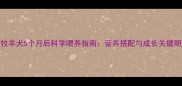 边境牧羊犬5个月后科学喂养指南营养搭配与成长关键期管理