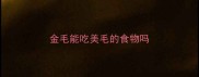 金毛能吃美毛的食物吗