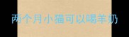 两个月小猫可以喝羊奶