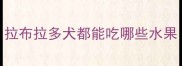 拉布拉多犬都能吃哪些水果