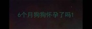 6个月狗狗怀孕了吗