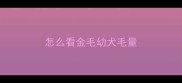 怎么看金毛幼犬毛量