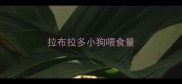拉布拉多小狗喂食量