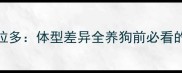 边牧犬vs拉布拉多体型差异全养狗前必看的体型对比指南