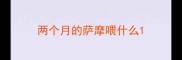 两个月的萨摩喂什么