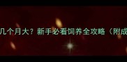 金毛幼犬几个月大新手必看饲养全攻略附成长时间表