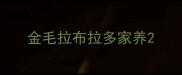金毛拉布拉多家养