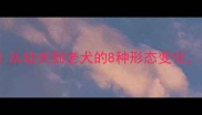 拉布拉多全从幼犬到老犬的8种形态变化养狗人必看